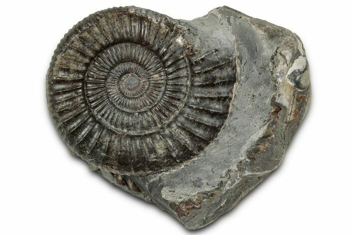 Jurassic Ammonite (Dactylioceras) Fossil - England #351292